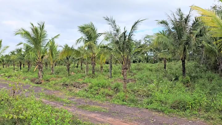 Lô đất Farm 47.000m² tại xã Ea Wer - Sổ đỏ chính chủ, giá chỉ 1.645 tỷ!