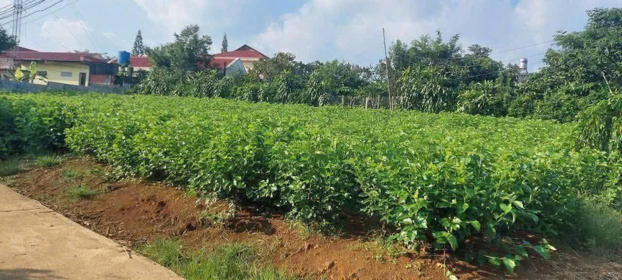 Đất thổ cư 240m² Bảo Lộc - Giá chỉ 1.49 tỷ, vị trí đẹp gần Ủy ban