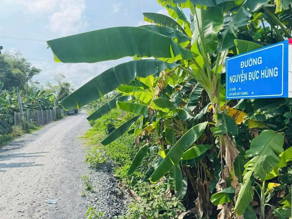 Đất nền 1.000m² tại xã Phước Lâm, Cần Giuộc - Giá chỉ 4.999 tỷ, Tiềm năng lớn cho mô hình nhà vườn!