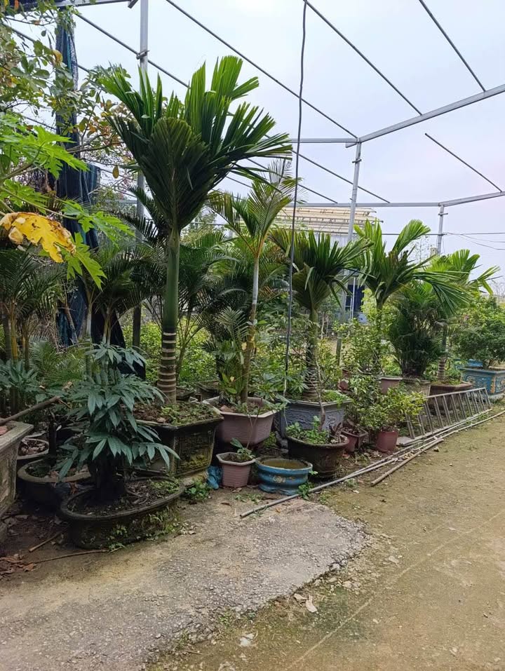 Lô đất 1020m² tại Đông Yên, Đông Sơn, Thanh Hóa - Cơ hội đầu tư vượt trội!