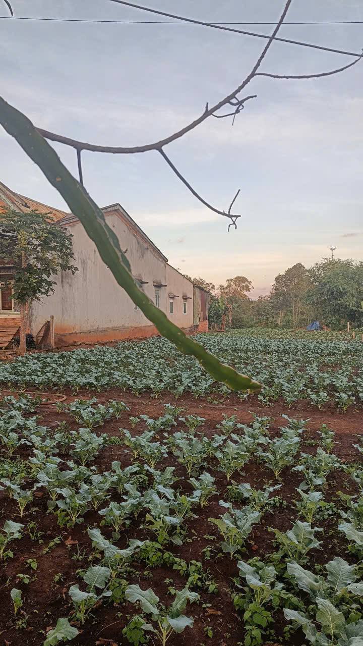 Đất nền đường Nguyễn Bá Lại, phường An Phú, Pleiku 240m² - Vị trí buôn bán lý tưởng!