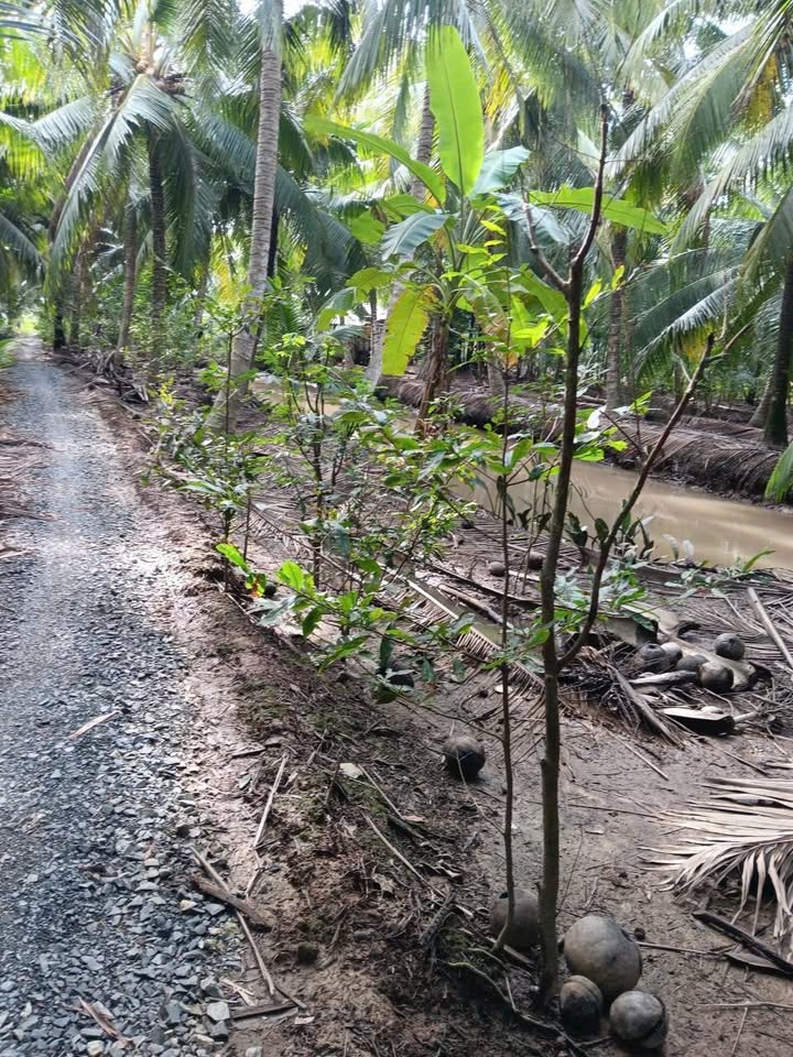 Đất nền Sơn Phú 1318m² giá 570 triệu - Đường đá xanh, giao thông thuận tiện!