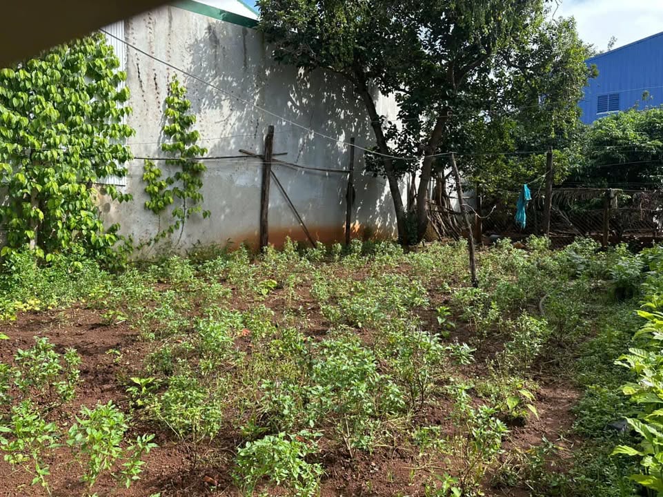 Đất thổ cư Cư Êbur 132m² giá 1.95 tỷ - Đường bê tông thông thoáng