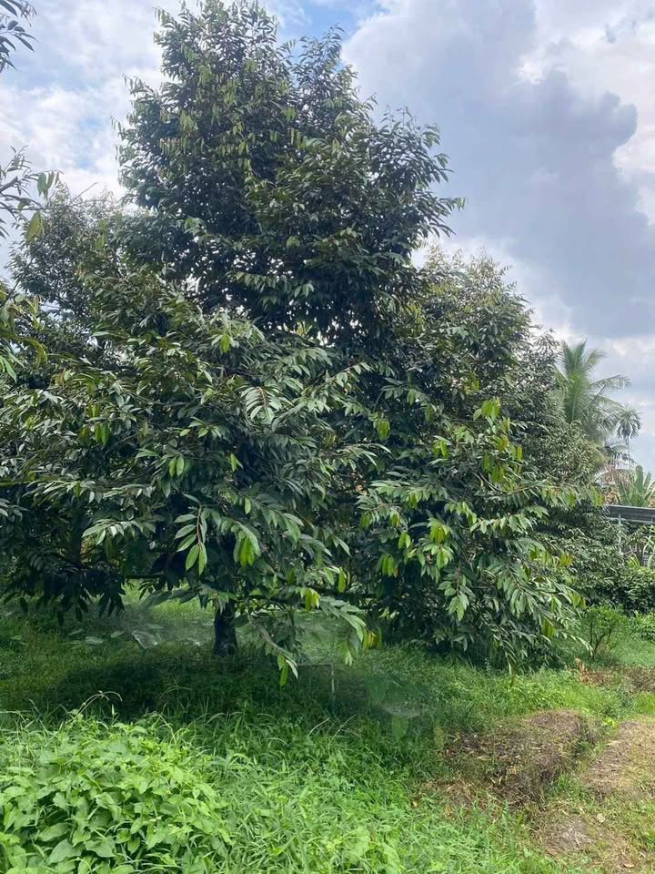 Đất nền Tiên Thủy Châu Thành 3467m² giá 4.5 tỷ - Cơ hội đầu tư tuyệt vời!