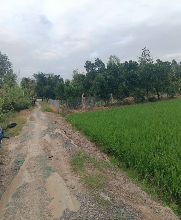 Đất nền Mỹ An Tháp Mười 6000m² giá 260 triệu - Cơ hội đầu tư tuyệt vời!