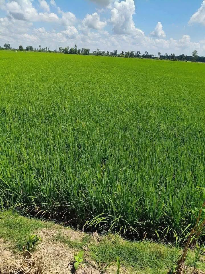 Đất nông nghiệp 13 công tại ấp 5a, xã Phú Cường, Cai Lậy - Giá chỉ 3.15 tỷ VND