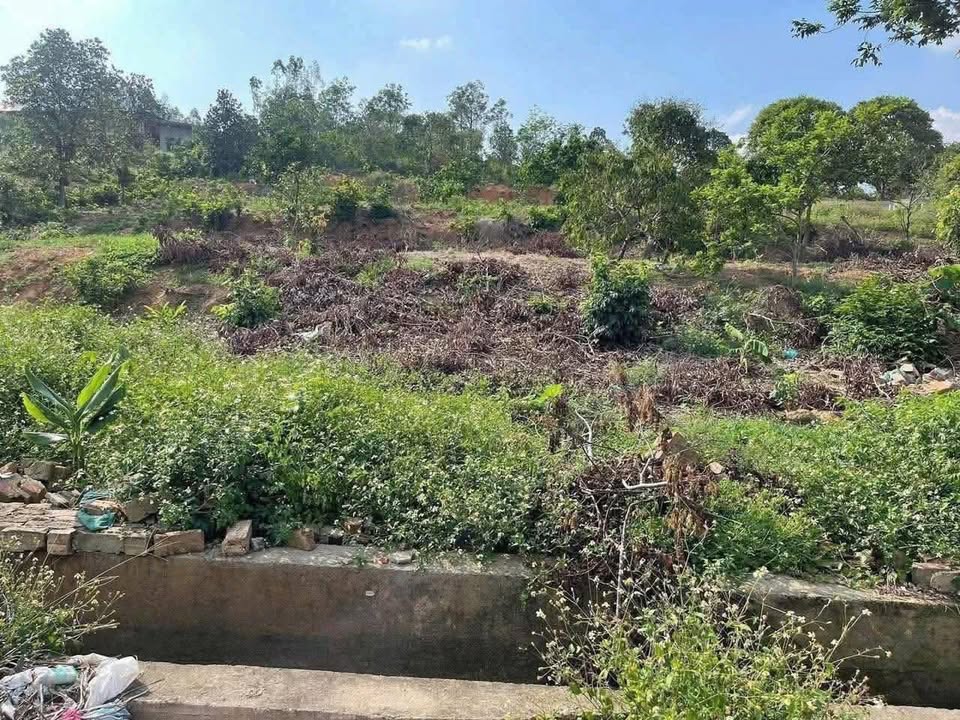 Đất rừng Tam Quan, Tam Đảo 4079m² giá chỉ 2 tỷ - Đầu tư sinh lời lý tưởng!