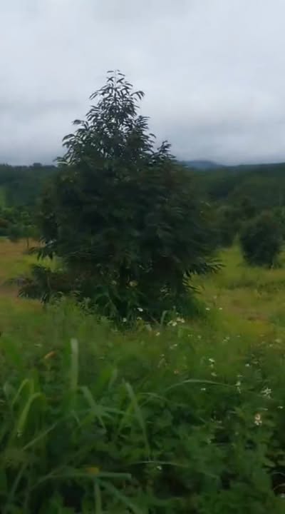 Farm 14.000m² tại xã Ea Ral, Đắk Lắk chỉ 4.7 tỷ - Đất đỏ bazan màu mỡ, sẵn sàng thu hoạch!