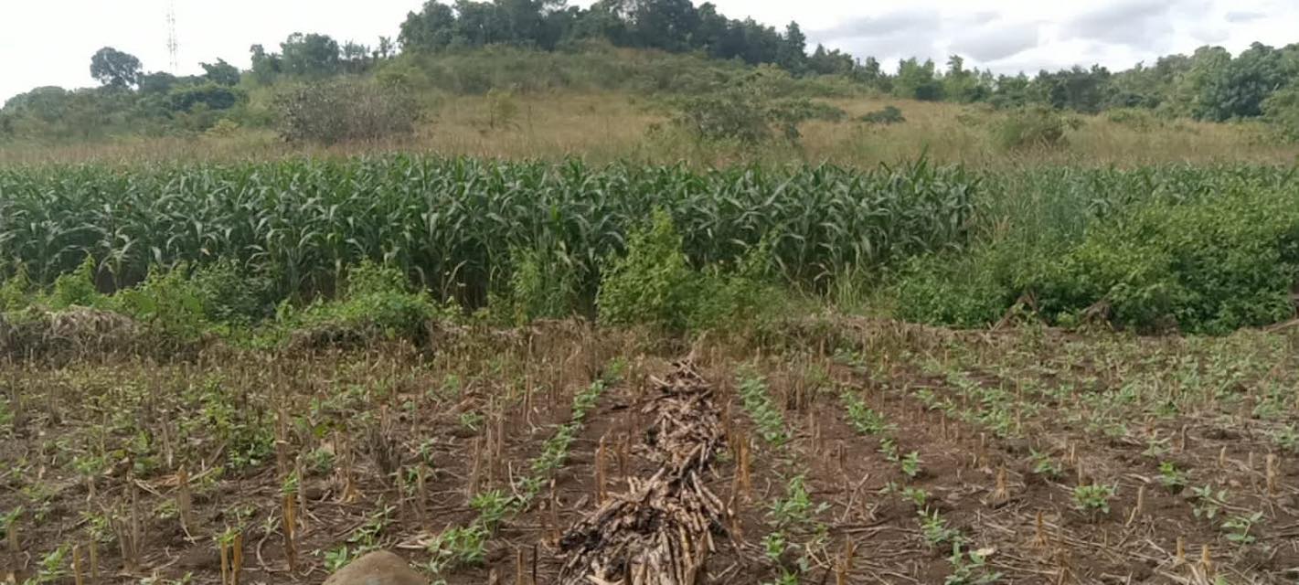 Đất nền tại Quảng Hiệp, Cư M'gar, Đắk Lắk 8000m² giá chỉ 370 triệu - Cơ hội đầu tư hấp dẫn!