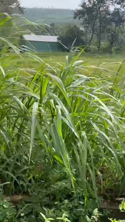 Lô đất 2,6ha tại Buôn Hồ, Đắk Lắk - Giá chỉ 6.6 tỷ, cơ hội đầu tư tuyệt vời!