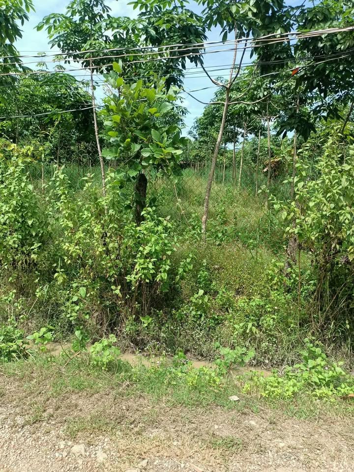 Đất nền 5 sào cao su non tại Thanh Lương, Bình Long - Giá 700 triệu, cơ hội đầu tư tuyệt vời!