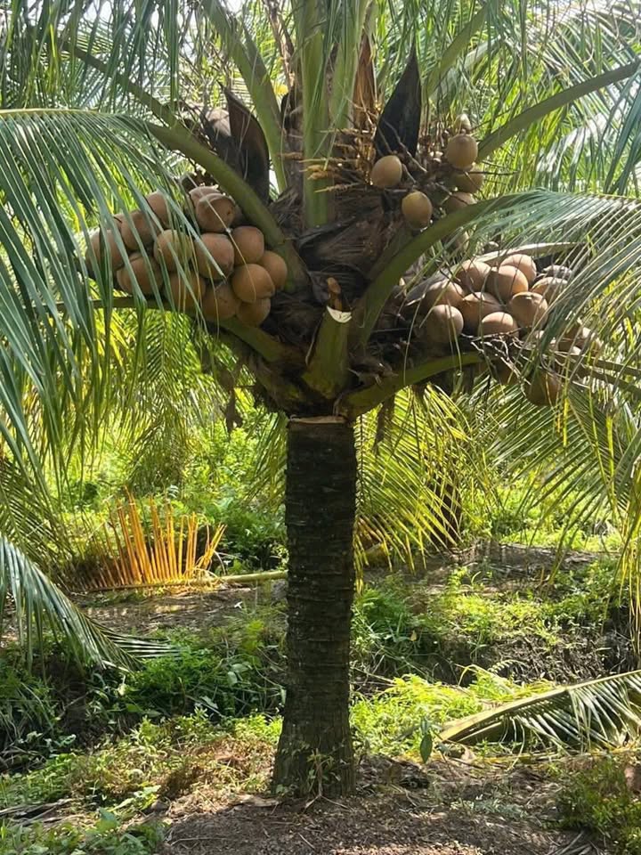 Đất vườn dừa Nhựt Chánh 1000m² giá 850 triệu - Cơ hội đầu tư hấp dẫn!