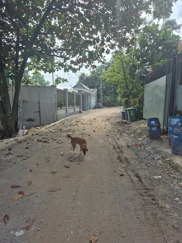 Nhà mặt tiền An Thạnh, Thuận An 84m² giá 2.65 tỷ - Đường nhựa, tiện cho thuê!