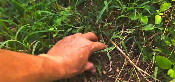 Farm 8ha tại Hàm Cường, Hàm Thuận Nam giá chỉ 560 triệu - Cơ hội đầu tư tuyệt vời!