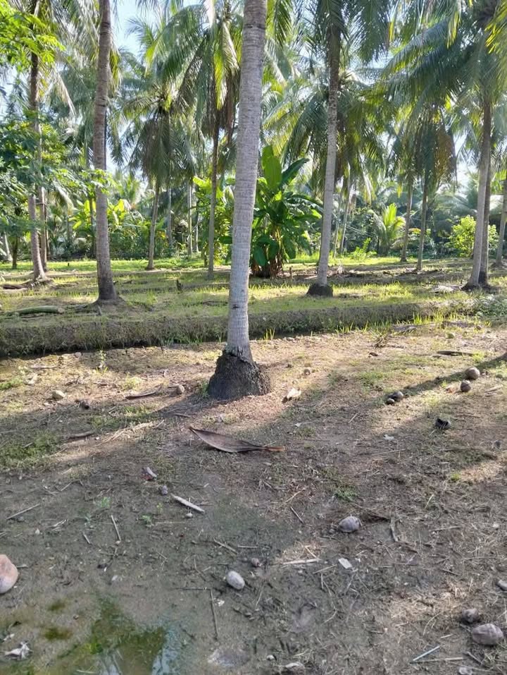 Bán đất vườn 2,7 công tại Vang Quới Đông, Bình Đại - Giá chỉ 810 triệu!