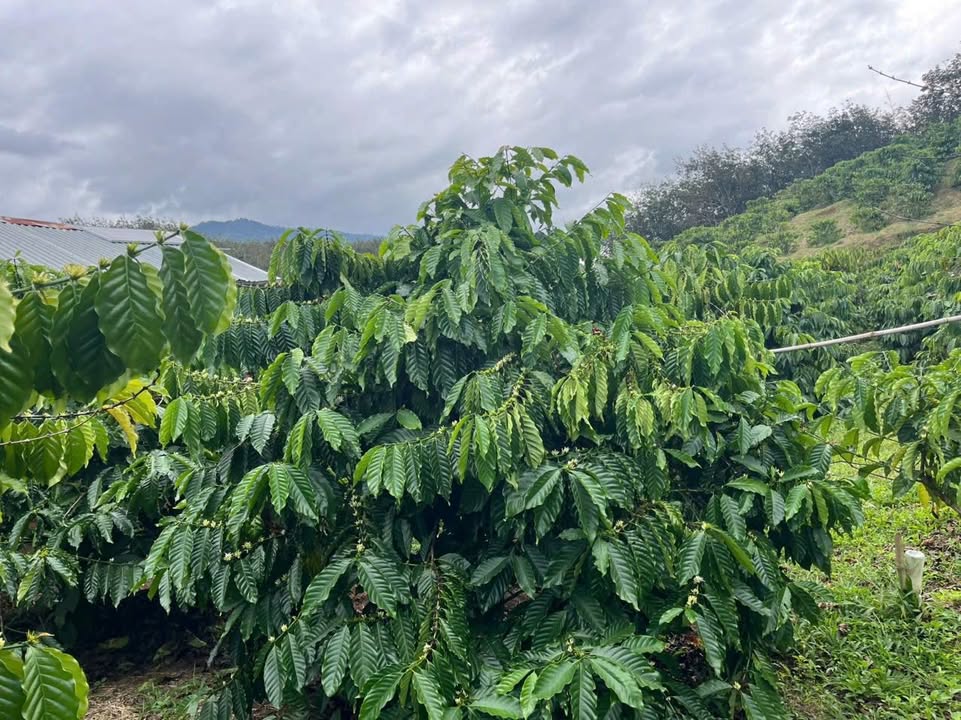 Đất Farm 5 xào tại xã Krông Nô, Lăk - Giá chỉ 850 triệu VND, thuận tiện kinh doanh!