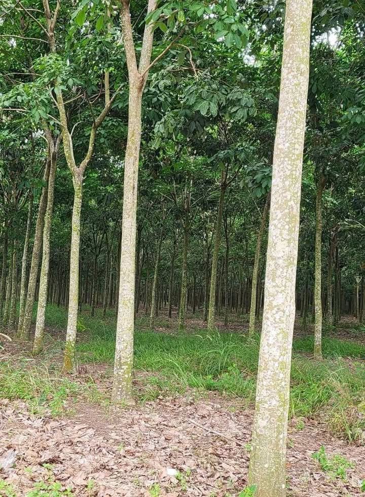 Đất Farm 5.2ha tại Nha Bích, Chơn Thành - Giá 16.5 tỷ, cơ hội đầu tư tuyệt vời!