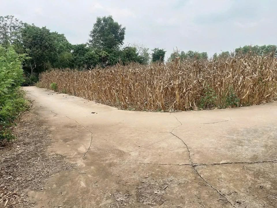 Đất sào 1100m² xã Sông Thao giá 680 triệu - Đầu tư sinh lời ngay!