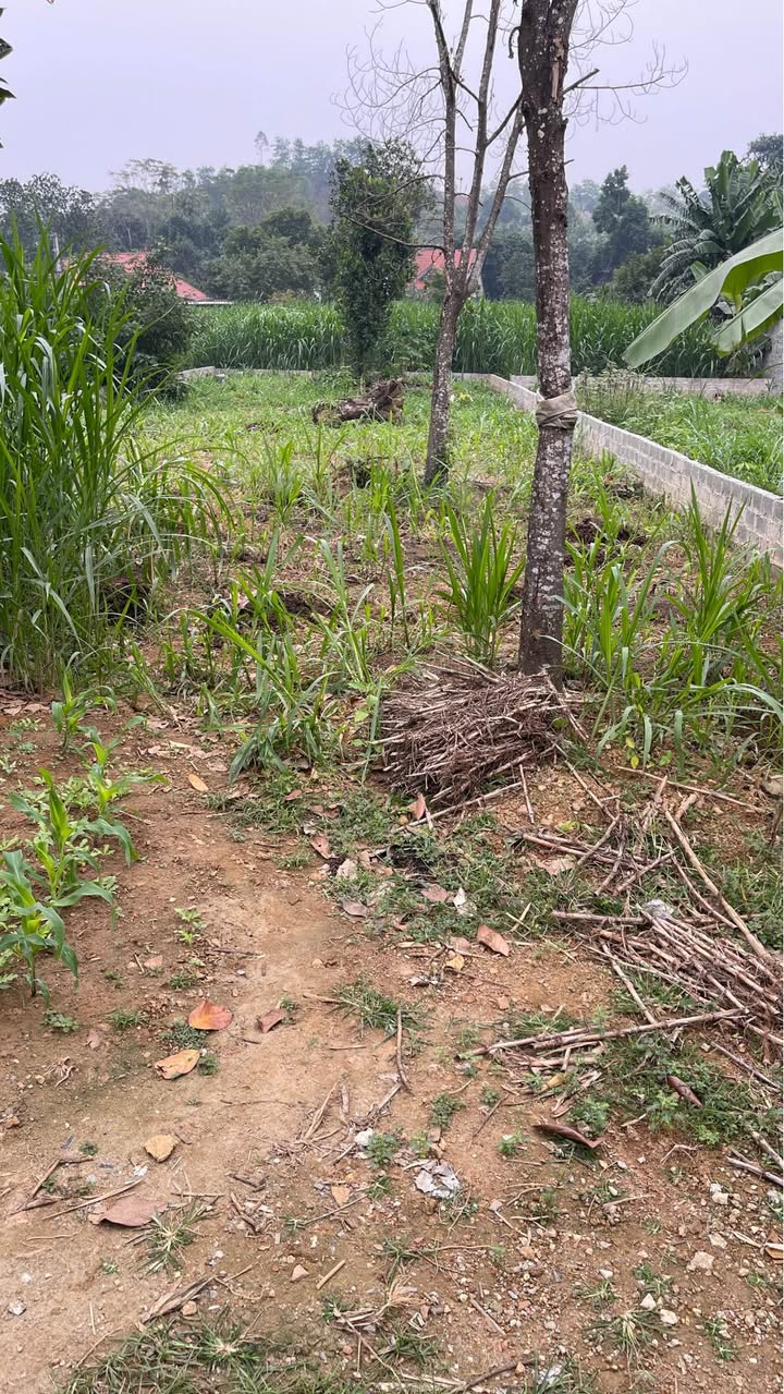 Đất Yên Bài Ba Vì 300m² giá thỏa thuận - Đầu tư sinh lời tuyệt vời!