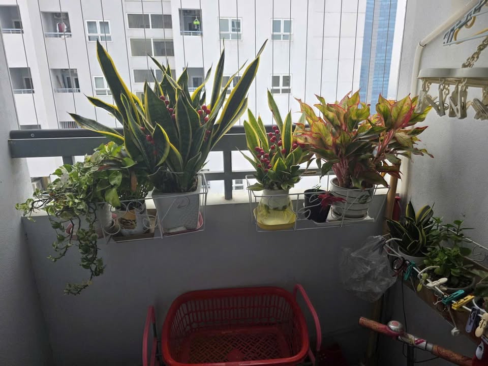 Căn hộ 3 phòng ngủ Tòa 30T2 Cầu Giấy 75m² giá 7.1 tỷ - Tầng cao view thoáng