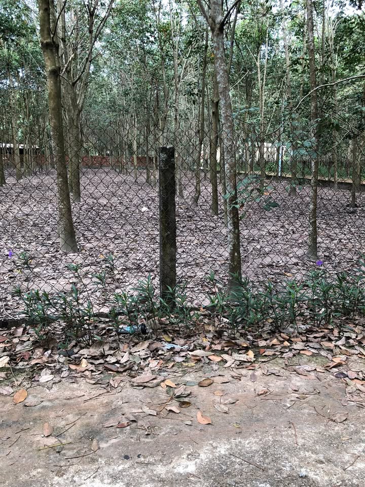 Đất nền Tân Hưng Bàu Bàng 160m² giá 960 triệu - Cơ hội đầu tư tuyệt vời!