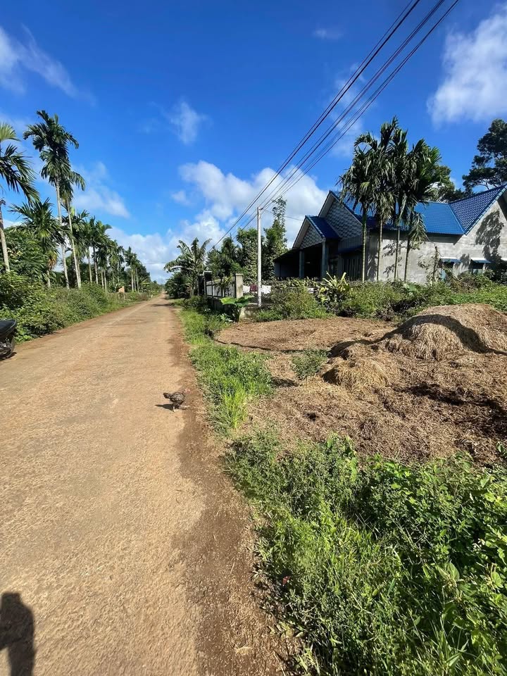 Đất thổ cư 300m² xã Ea Tiêu - Gần chợ Trung Hòa, giá 820 triệu - Đầu tư lý tưởng!