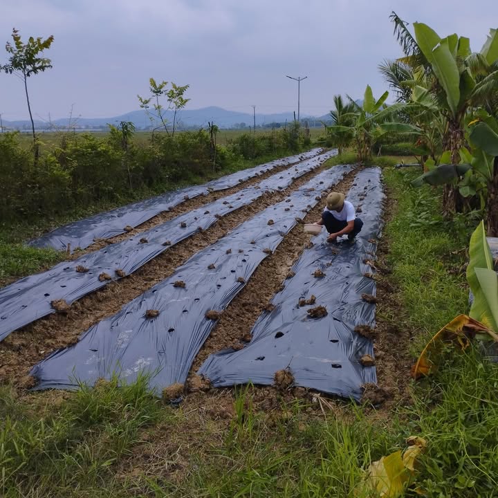 Đất vườn Nghi Văn, Nghệ An 5350m² - Vị trí đẹp gần quốc lộ 7C!