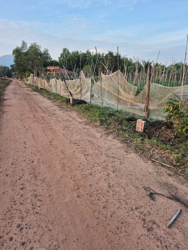 Đất nền Chà Là, Dương Minh Châu 175m² chỉ 300 triệu - Sổ hồng chính chủ!