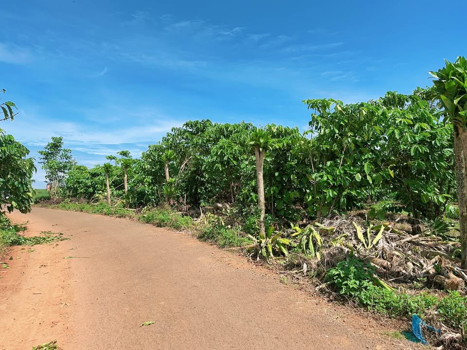 Đất thổ cư Lộc Đức, Bảo Lâm 1080m² giá 950 triệu - Cơ hội đầu tư tuyệt vời!