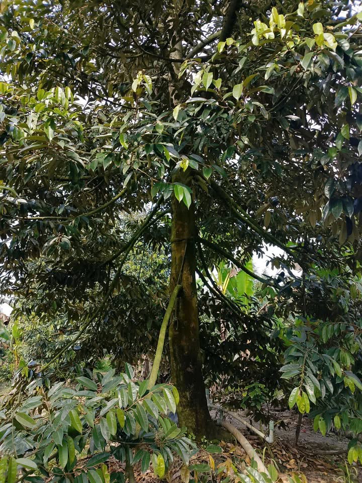 Cho thuê vườn sầu riêng ri sáo 7 năm tại Mỹ Lợi, Cái Bè - Giá chỉ 900 nghìn/tháng!