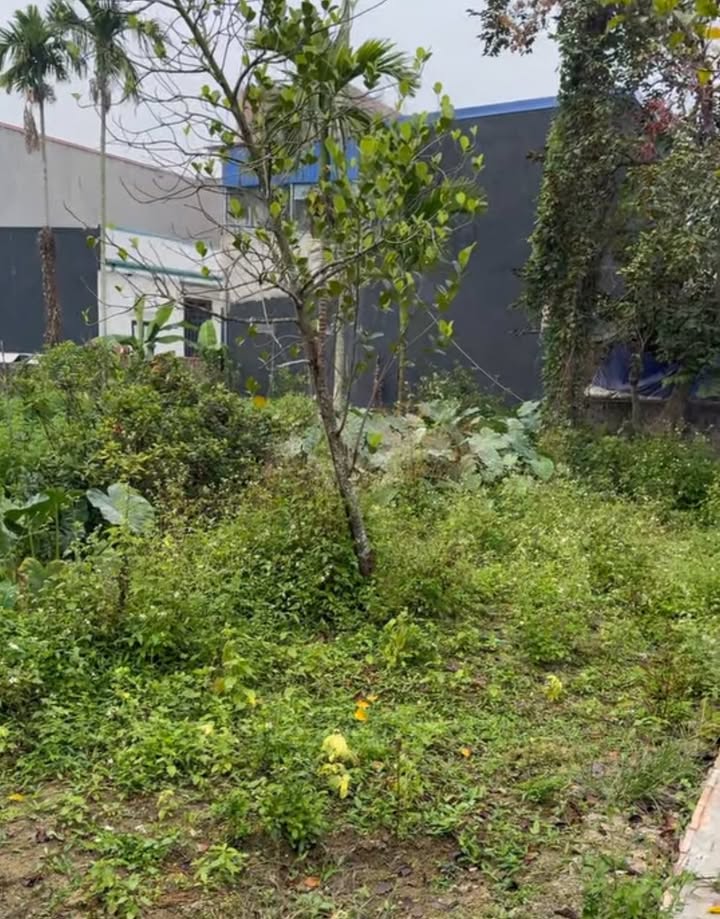 Lô đất 64m² tại Đồng Thái, An Dương - Vị trí đẹp, không lỗi, ô tô vào tận nơi!