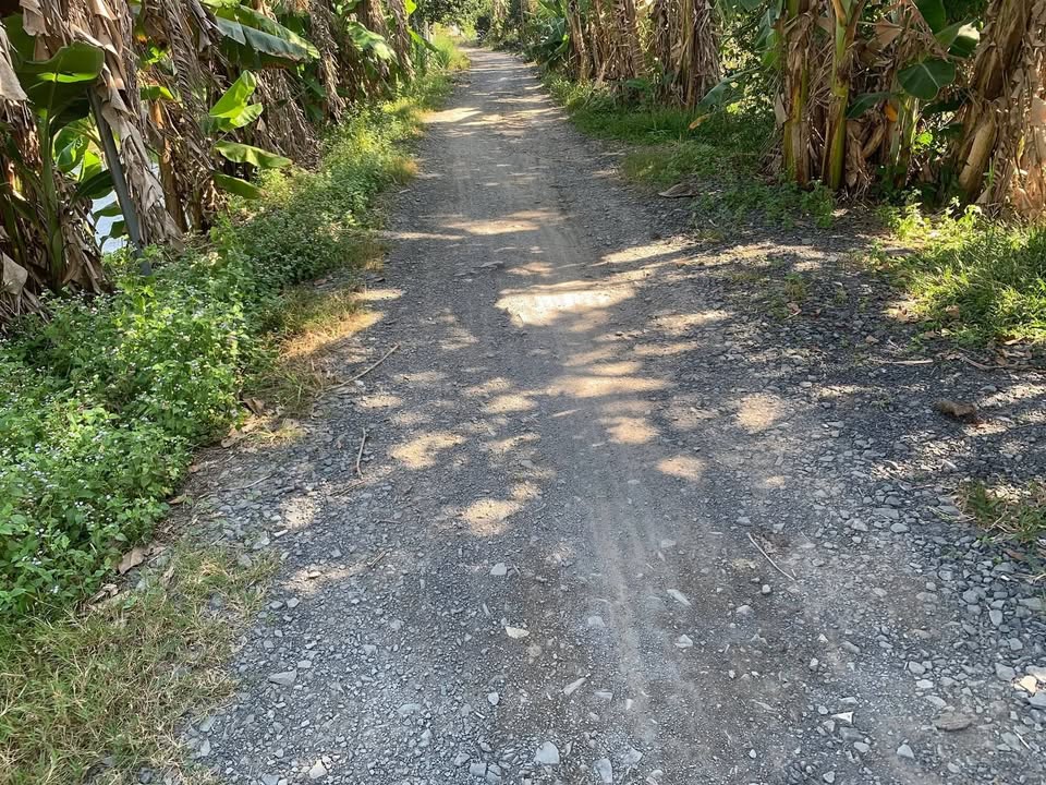 Đất vườn mít đỏ 5 công tại Bình Hàng Tây, Đồng Tháp - Giá chỉ 750 triệu