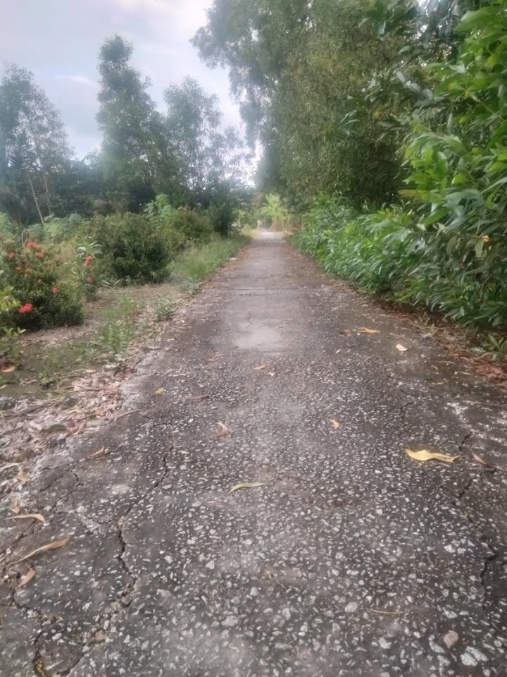 Đất nền Phước Long 426.92m² giá thỏa thuận - Vị trí đắc địa gần chợ và trường học!