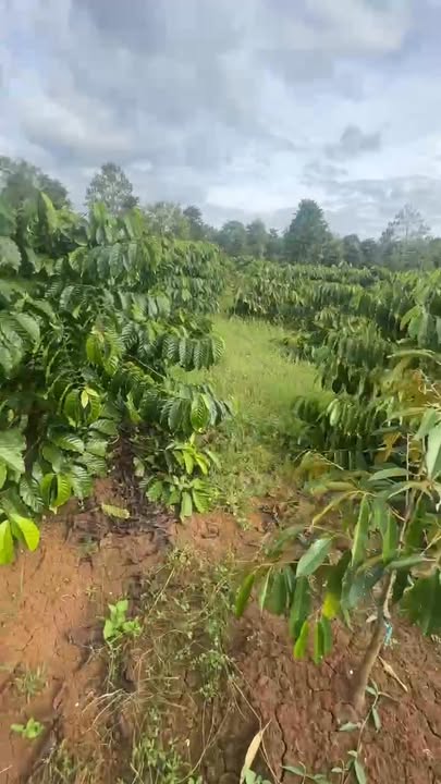 Đất Eakueh 31680m² giá 2.6 tỷ - Đầu tư sinh lời tuyệt vời!