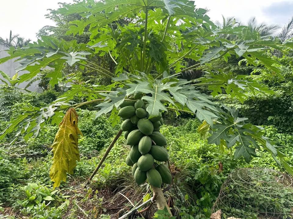 Đất nền thổ cư 90m² tại Phường Phú Tân - Bến Tre chỉ 635 triệu - Đường ô tô vào tận nơi!