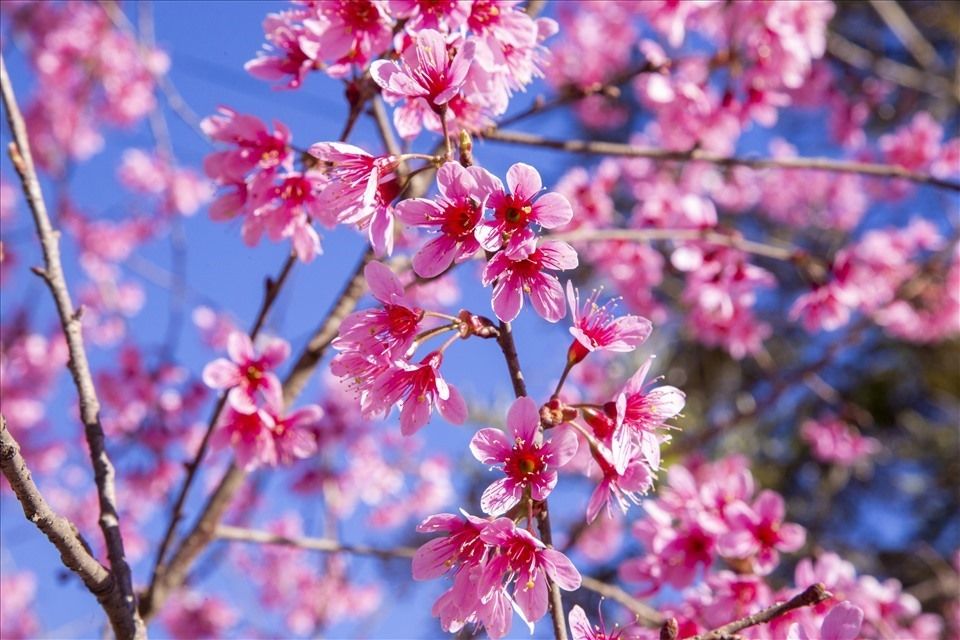 Nhà nguyên căn An Sơn 100m² giá 8 triệu - Đầy đủ nội thất, view đẹp!