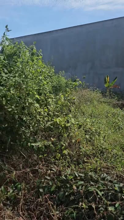 Đất thổ cư tại Tam Phước, Long Điền 82m² giá chỉ 900 triệu - Cơ hội đầu tư vàng!