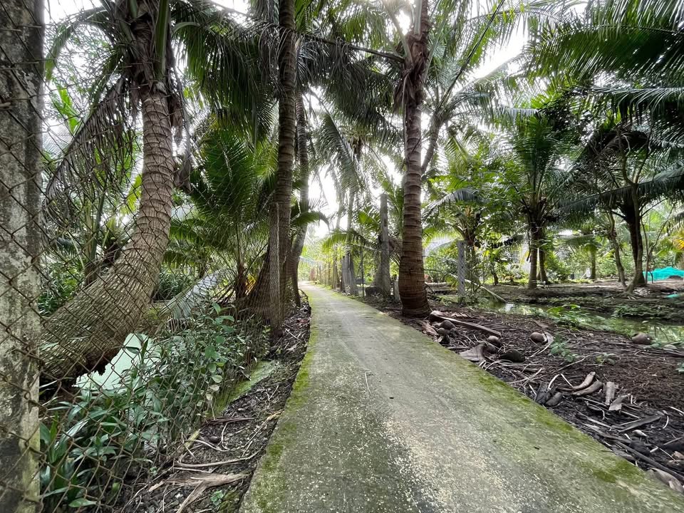 Farm Dừa 990m² tại Long Hưng, Đồng Tháp - Giá chỉ 700 triệu!