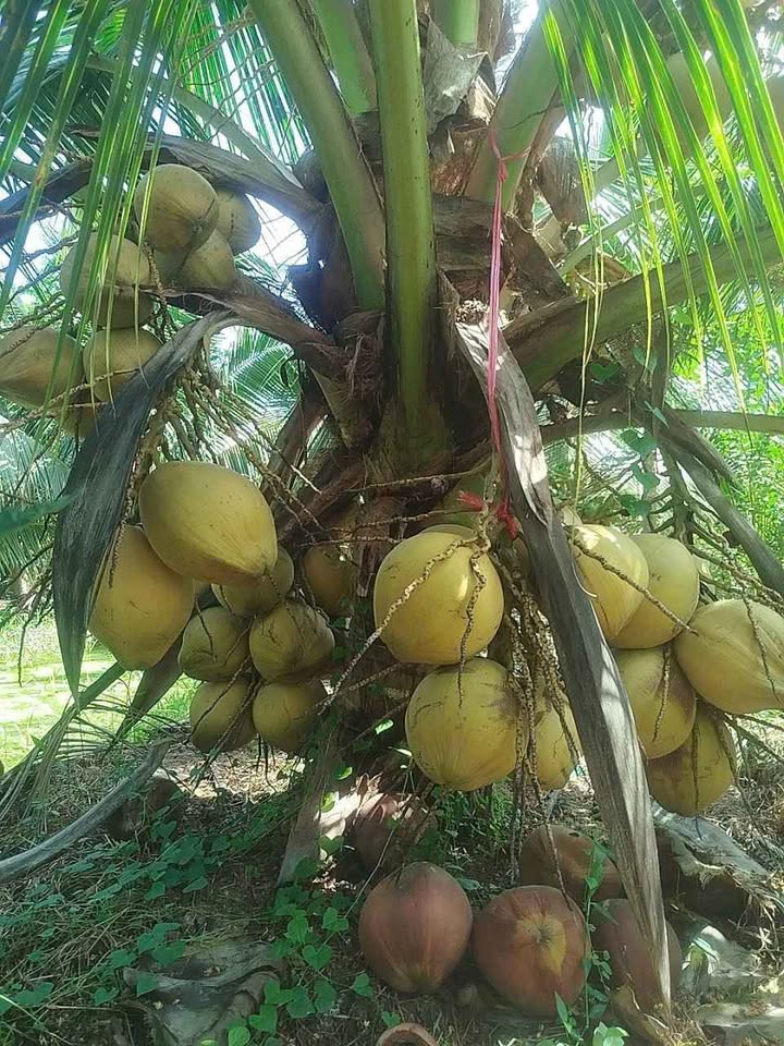 Đất vườn Bến Tre 4000m² giá 420 triệu - Tiềm năng đầu tư sinh lời!