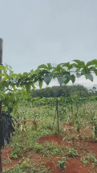 Đất rẫy 1,8ha tại thôn 9, Ea Khal, Đắk Lắk giá chỉ 3,7 tỷ - Cơ hội đầu tư tuyệt vời!