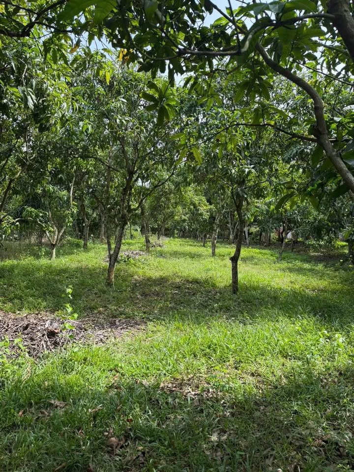 Đất nền xã La Ngà, Định Quán 2222m² giá 1.65 tỷ - Cơ hội đầu tư sinh lời!