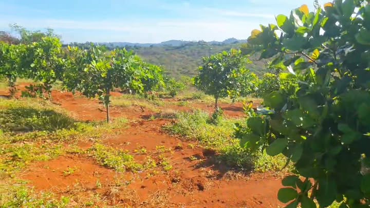 Đất vườn điều 1ha Bù Gia Mập, Bình Phước giá 850 triệu - Cơ hội vàng đầu tư!