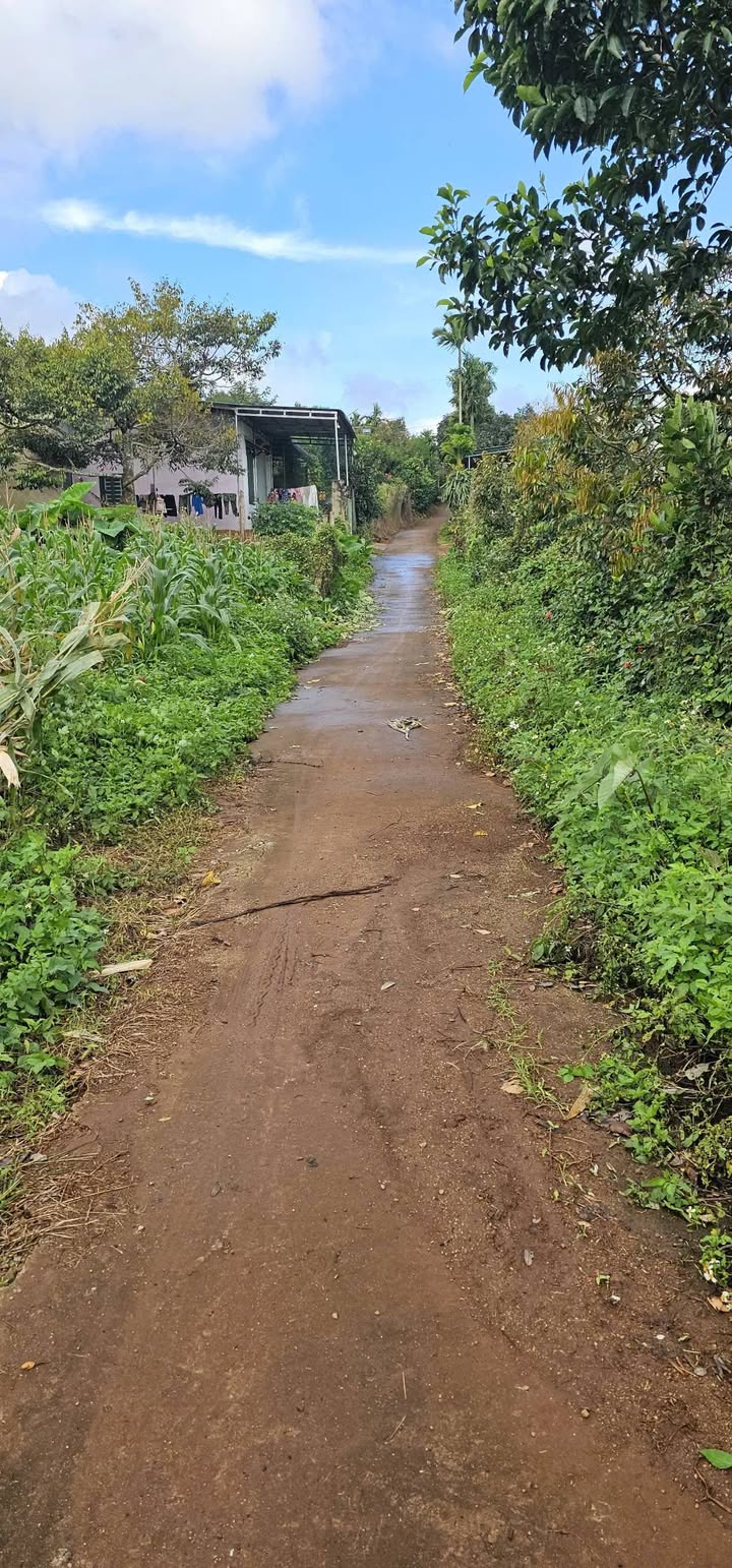 Đất thổ cư Pơng Drang 495m² giá 495 triệu - Sổ đỏ chính chủ, bớt lộc!