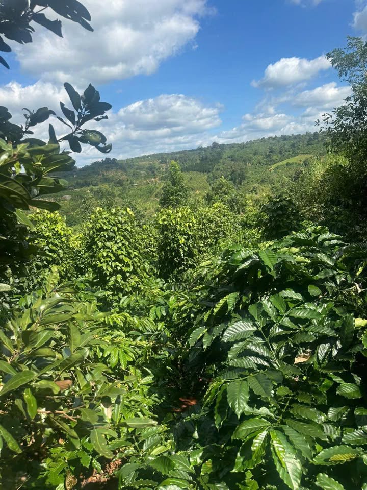 Farm Đắk Lắk 360m² giá thỏa thuận - Cơ hội đầu tư hấp dẫn!