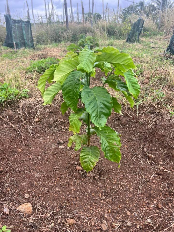 Đất thổ cư xã Eahleo 2500m² giá 900 triệu - Cơ hội đầu tư tuyệt vời!