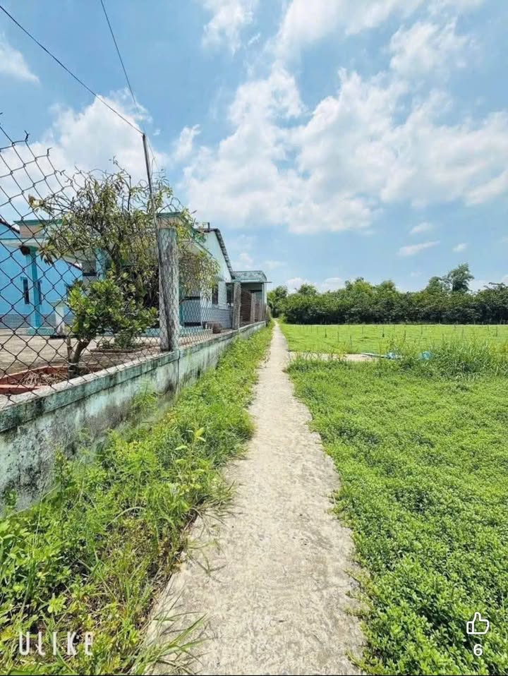 Đất Lúa 1.000m² tại Phước Lâm, Cần Giuộc - Giá chỉ 850 triệu - Sổ hồng riêng, thương lượng chính chủ!