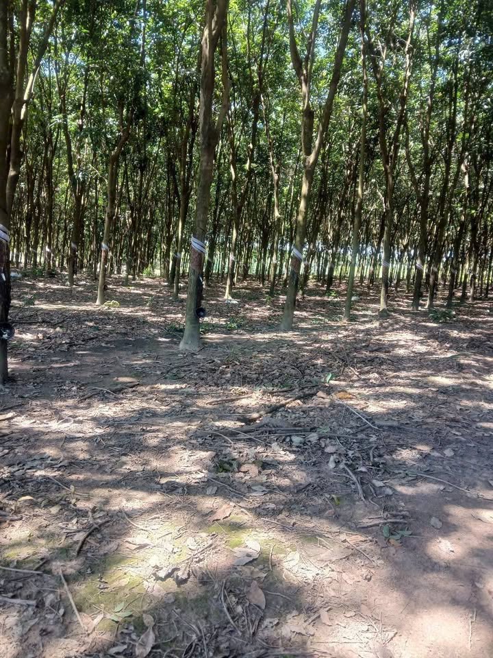 Đất nền Tiến Hưng Đồng Xoài 30.000m² - Cơ hội đầu tư sinh lời!