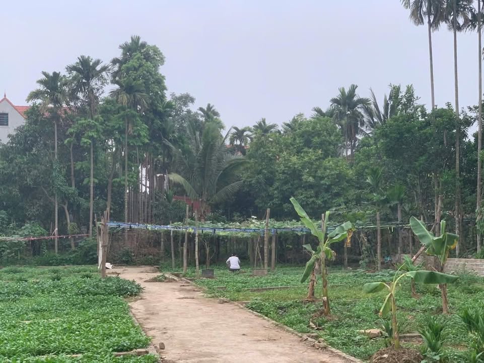 Đất nền Tích Giang, Phúc Thọ 41,5m² giá 900 triệu - Đầu tư sinh lời ngay!