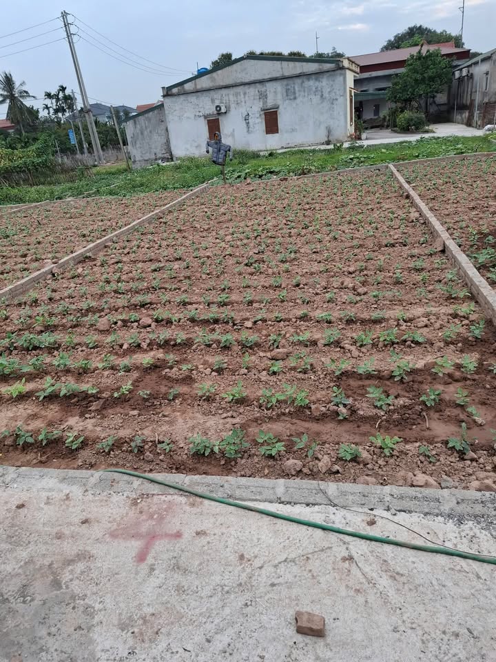 Lô đất đẹp TDP Vân Kênh, Châu Giang, 78m² chỉ 800 triệu - Cơ hội hiếm có!