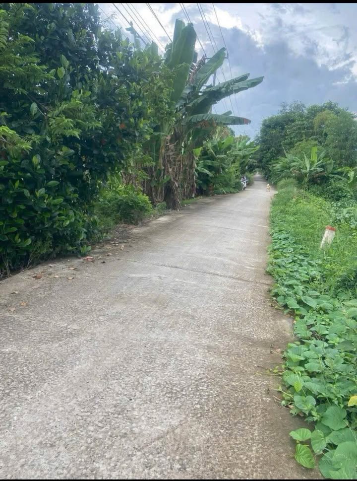 Đất nông nghiệp 40 công tại Mỹ Phú Đông, Thoại Sơn - Đầu tư sinh lời ngay!